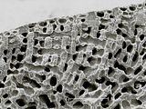 8 - Cellule epitalliche e porzioni apicali dei filamenti peritallici con cellule di fusione